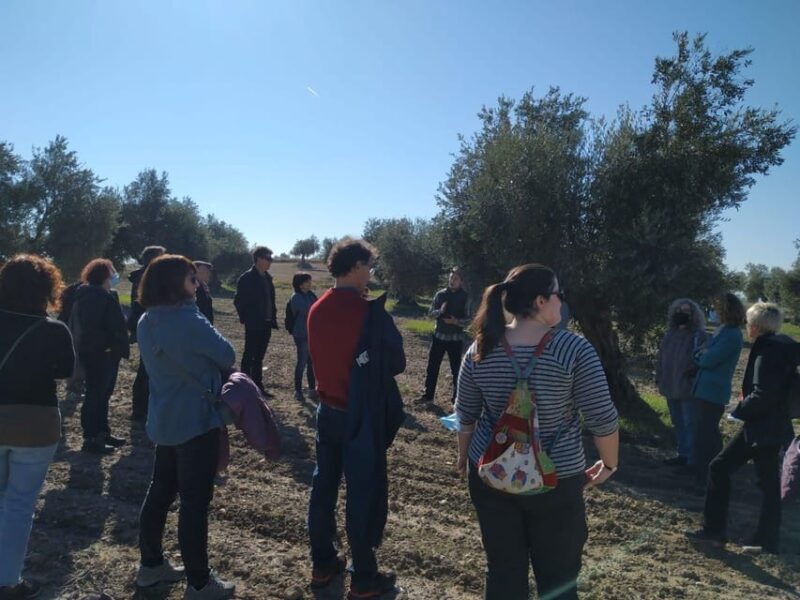 Visit to an olive oil mill and oil tasting with aperitif and food and wine pairing. - Key Points