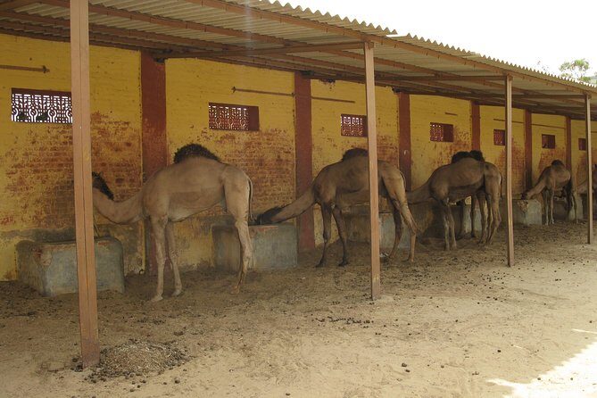 Visit to National Camel Research Center - What to Expect from the Tour