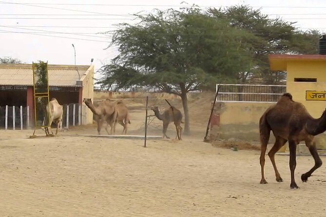 Visit to National Camel Research Center - Who Would Enjoy This Experience?