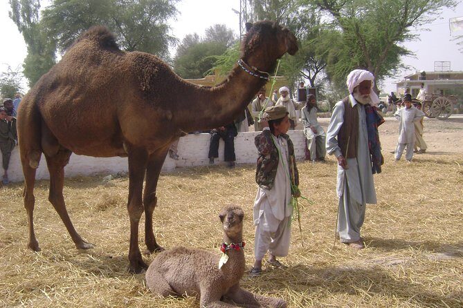 Visit to National Camel Research Center - The Sum Up
