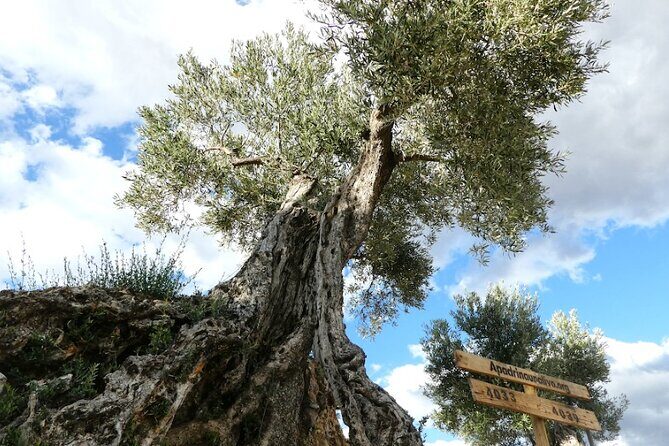 Visit to olive grove and olive mill with oil tasting and tasting - Practical Tips for Visitors