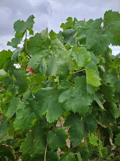 Visit to Quinta de Sobre a Fonte with wine tasting - pet friendly - What to Expect from the Experience