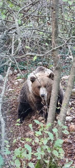 Visit to the bear wildlife area and the medieval tower - The Tour Overview: What You Can Expect
