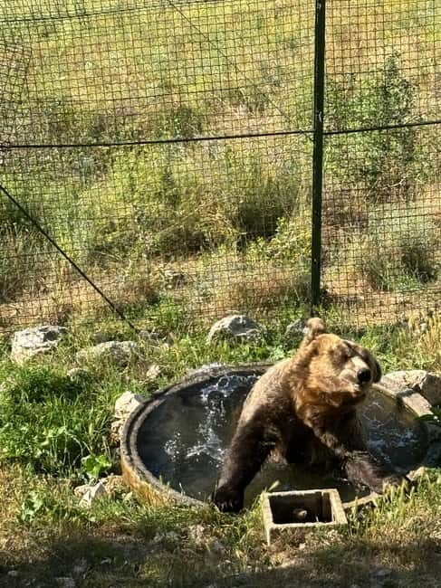 Visit to the bear wildlife area and the medieval tower - Practical Considerations