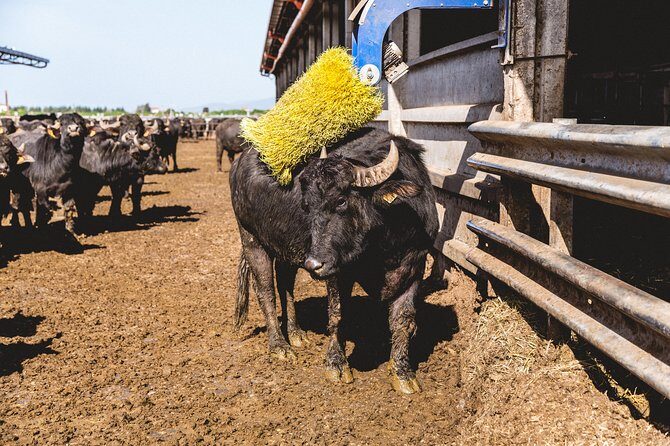 Visit to the Bufale and Dairy farm with cheese tasting - Exploring a Tuscan Buffalo and Dairy Farm: A Fresh Perspective on Tradition and Sustainability