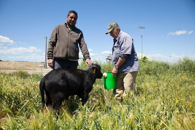 Visit to the Bufale and Dairy farm with cheese tasting - Who Will Love This Tour?