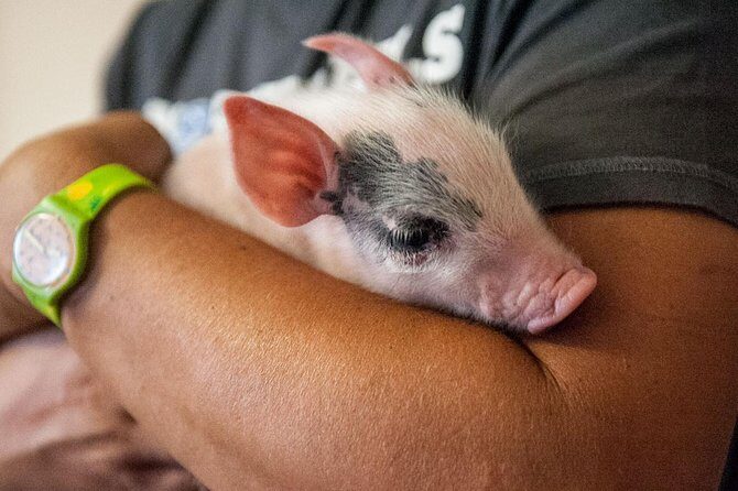 Visit to the Cinta Senese farm in Montepulciano - The Sum Up