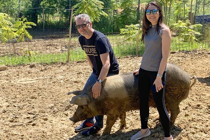 Visit to the Cinta Senese farm in Montepulciano - FAQ