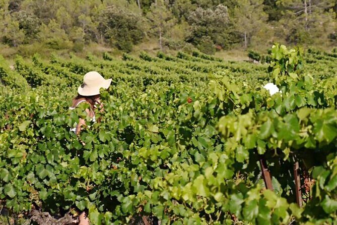 Visit to the Faugères Vineyards with Picnic from Béziers - Practicalities and Value