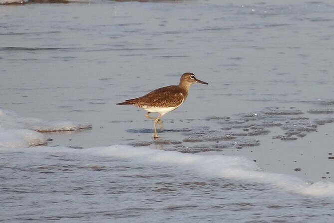 Visit to Vedanthangal Bird Sanctuary from Chennai - A Detailed Look at the Vedanthangal Bird Sanctuary Tour