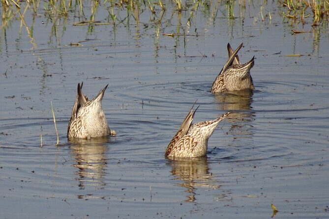 Visit to Vedanthangal Bird Sanctuary from Chennai - Frequently Asked Questions (FAQs)