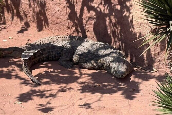 Visite the Crocodiles Park and Botanic garden - Authentic Experiences and Tips