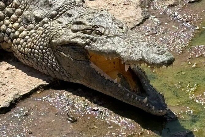 Visite the Crocodiles Park and Botanic garden - FAQ