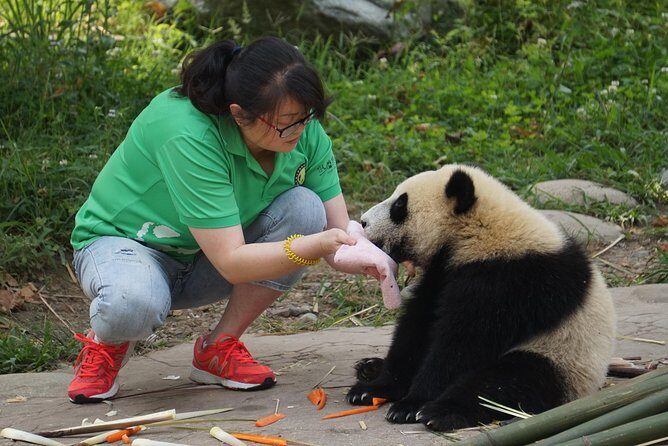 Visiting Dujiangyan Yaan Wolong Panda Base Optional Volunteering - An Authentic Look at Panda Conservation