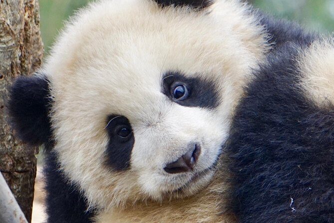 Visiting Dujiangyan Yaan Wolong Panda Base Optional Volunteering - The Sum Up