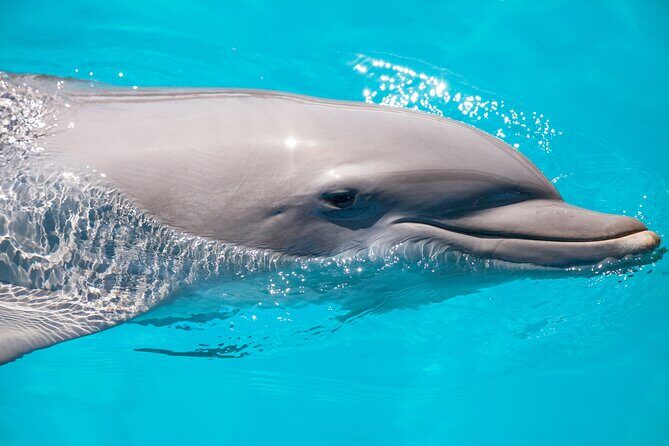 Vitamin Sea Dolphin Safari: Private Key West Charter - Experience Quality and Value
