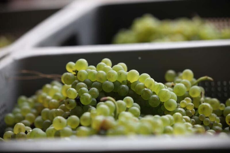 Vitteaut-Alberti: cellar tour, tasting of Crémants de Bourgogne - Why This Tour Stands Out