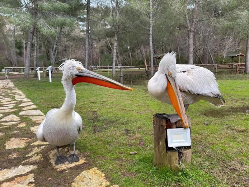 Vlorë:2-Day tour-Apollonia-Berat-Divjake-Belsh with Rafting - Frequently Asked Questions