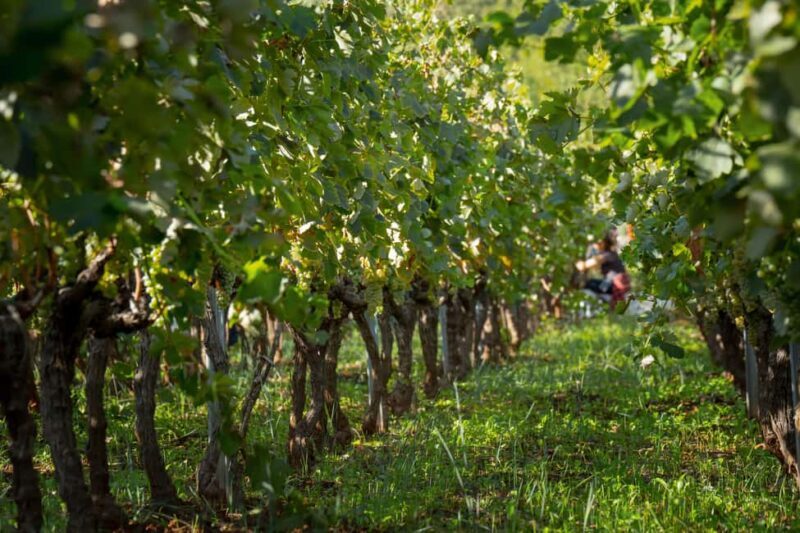 Vodice: Vinarija Birin Winery Tour with Wine Tasting - Final Thoughts