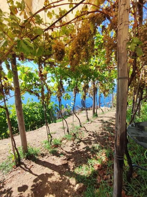 Volastra: BarCa Wine Tasting in Cinque Terre and Pesto Class - Exploring the Itinerary: What to Expect