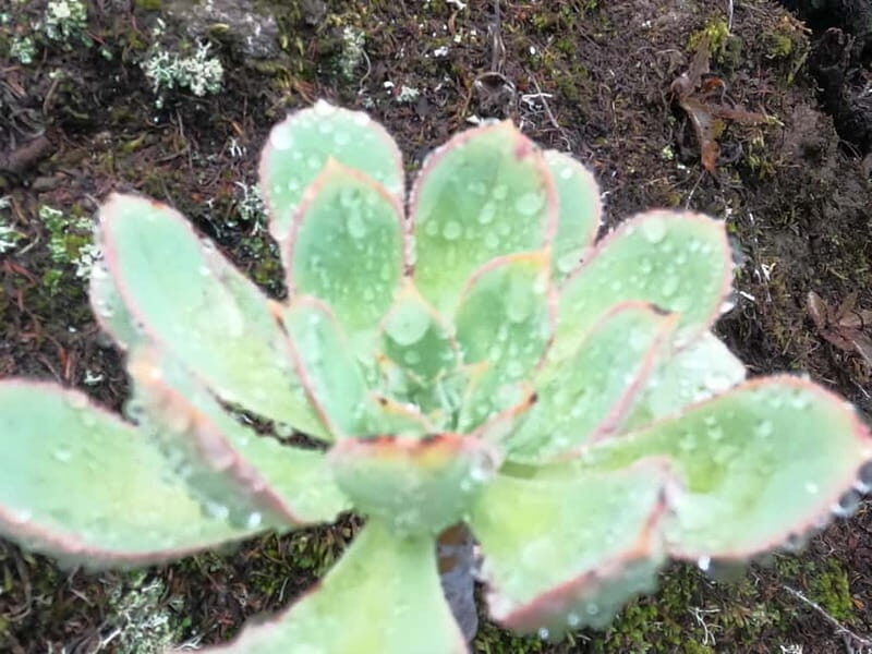 Volcanes, Viñedos y Laurisilva  Santiago del Teide - Frequently Asked Questions