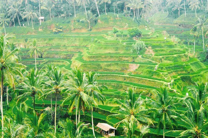 Volcano Jeep Adventure and Ubud Tour - Authentic Insights from Reviews