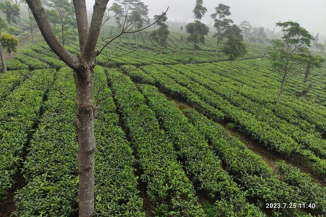 Volcano, Rice Field, Local Coffee, Tea factory, & Hot Spring Tour - An In-Depth Look at the Itinerary