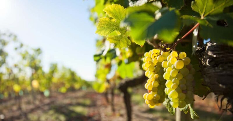 Vouvray wine half-day tour from Tours - Discovering Vouvray: A compact, immersive wine adventure