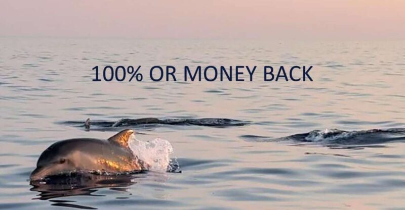 Vrsar: Dolphin Sunrise Adventure with Speedboat - Key Points