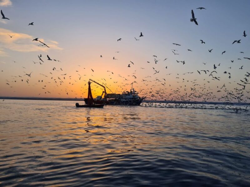 Vrsar: Dolphin Sunrise Adventure with Speedboat - Detailed Review