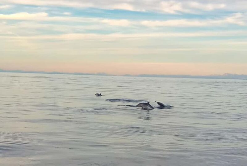 Vrsar: Dolphin Watching Boat Ride - What to Expect from the Dolphin Watching Experience