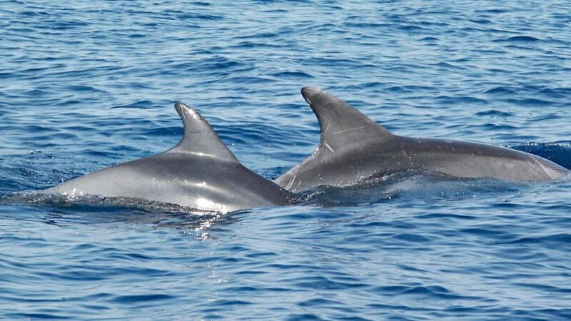 Vrsar: Dolphin Watching Boat Ride - Practical Tips for Booking and Enjoying the Tour
