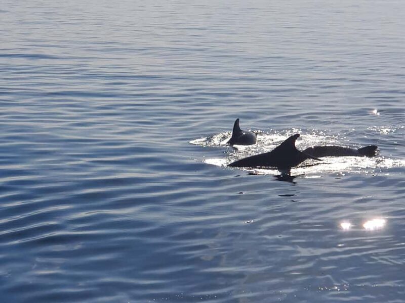 Vrsar: Dolphin Watching Boat Ride - Who Is This Tour Best Suited For?