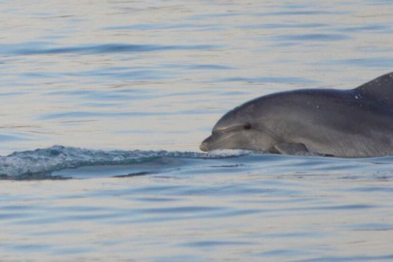 Vrsar: Dolphin Watching Boat Tour including Drinks - An In-Depth Look at the Vrsar Dolphin Watching Tour