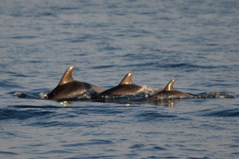 Vrsar: Dolphin Watching Boat Tour including Drinks - Who Will Love This Tour?