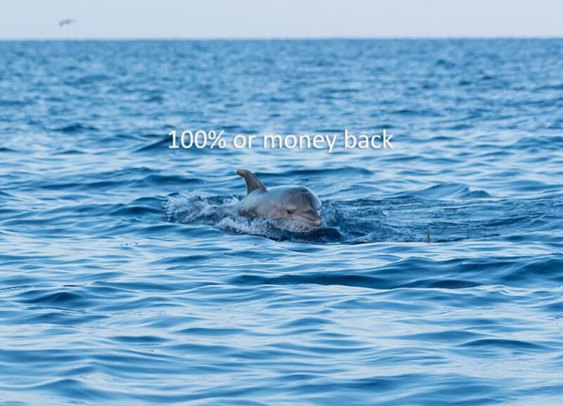 Vrsar: Dolphin-Watching Sunset Adventure with Speedboat - Key Points