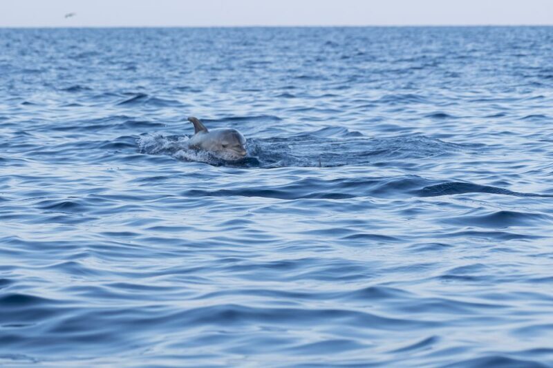 Vrsar: Dolphin-Watching Sunset Adventure with Speedboat - The Experience in Detail