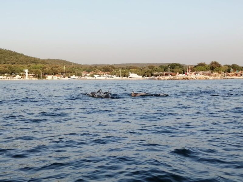 Vrsar: Dolphin-Watching Sunset Adventure with Speedboat - Final Thoughts