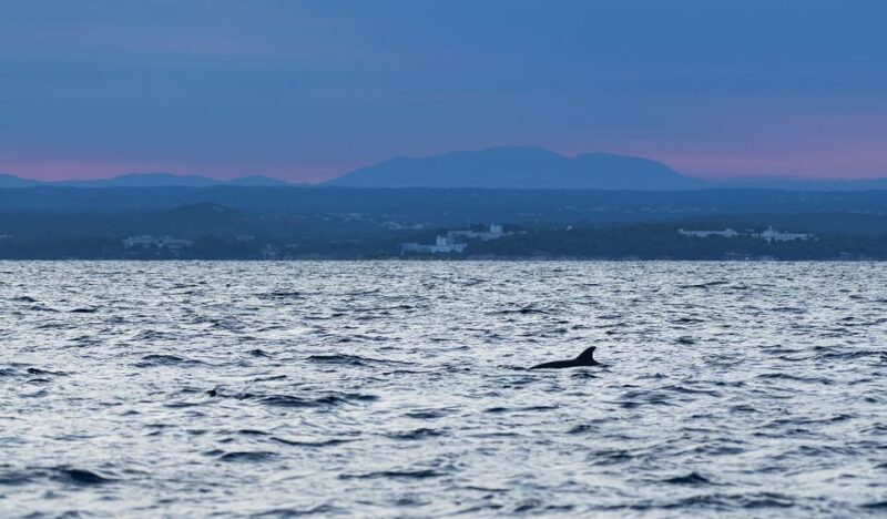 Vrsar: Dolphin-Watching Sunset Adventure with Speedboat - FAQ