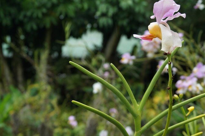 Vuda Lookout, Vesisei Village, Market, Temple & Garden of Sleeping Giant Tour - Why This Tour Works for Travelers