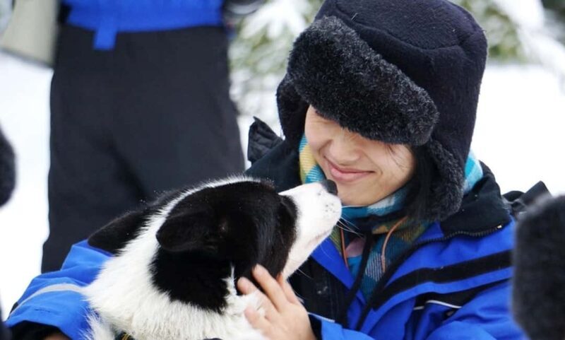 Vuokatti: Husky Sled Ride with Hot Berry Juice & Biscuits - The Heart of the Experience: A 3 km Husky Sled Ride