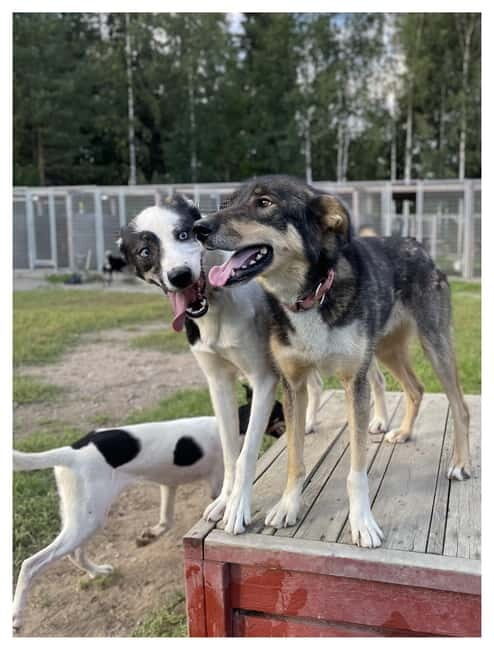 Vuokatti: Life with Huskies Experience - An In-Depth Look at the Experience