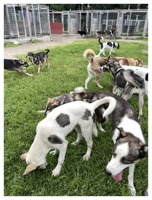 Vuokatti: Life with Huskies Experience - Who Will Love This Tour?