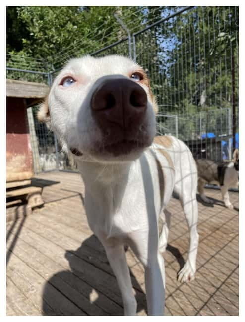 Vuokatti: Life with Huskies Experience - FAQ