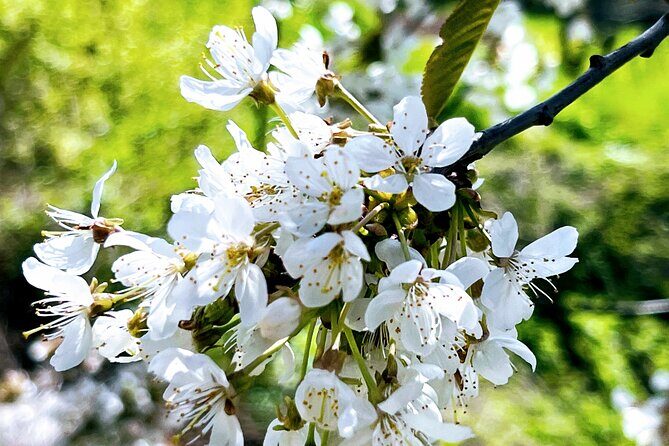 Wachau World Heritage Hike - FAQ