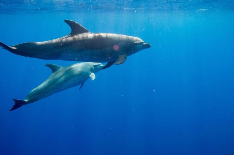Waianae, Oahu: Swim with Dolphins (Semi-Private Boat Tour) - An In-Depth Look at the Experience
