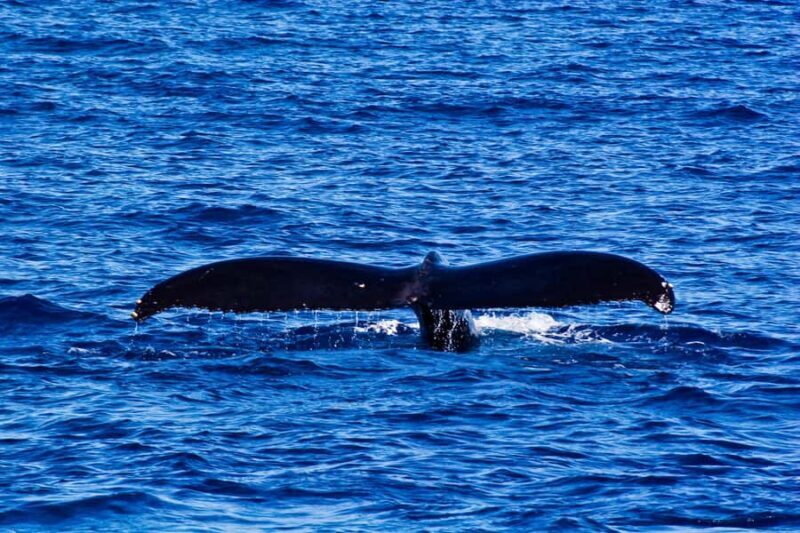 Waianae, West Oahu: Whale Watching Tour (Semi-Private Tour) - Key Points