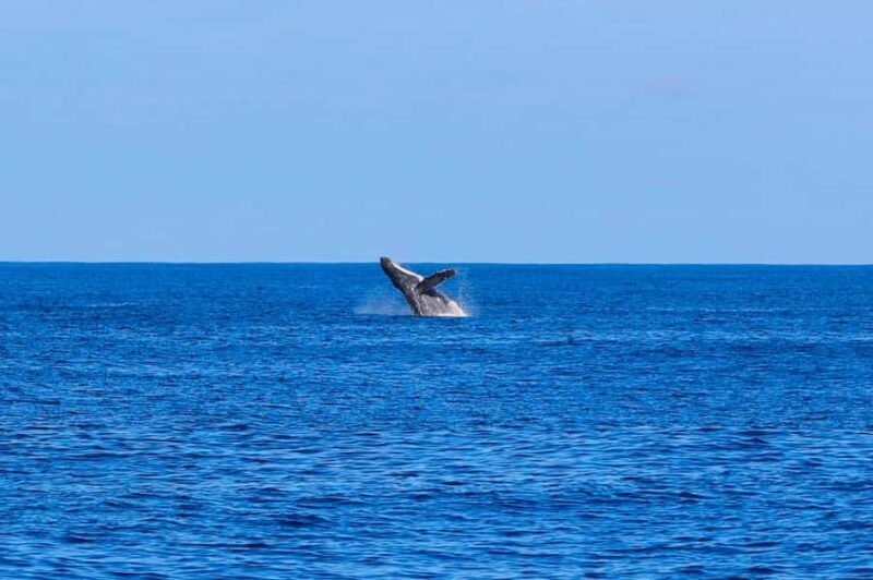 Waianae, West Oahu: Whale Watching Tour (Semi-Private Tour) - Introduction: An Authentic Marine Encounter