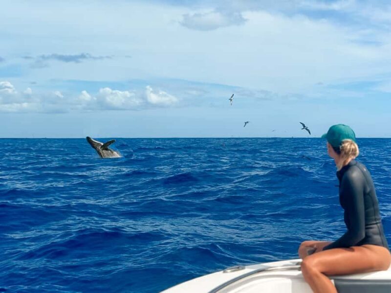 Waianae, West Oahu: Whale Watching Tour (Semi-Private Tour) - What’s Included and What to Bring