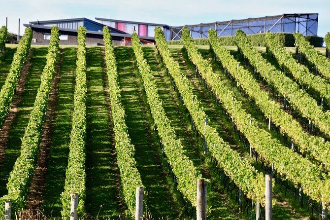 Waiheke Island - Fly and Dine (from North Shore Airport) - Transfer to the Ferry Terminal and Return to Auckland